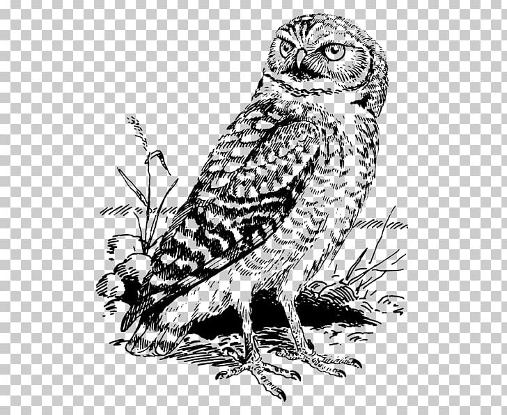 Tawny Owl Bald Eagle Great Horned Owl Snowy Owl PNG, Clipart, Animal, Art, Bald Eagle, Barn Owl, Barred Owl Free PNG Download