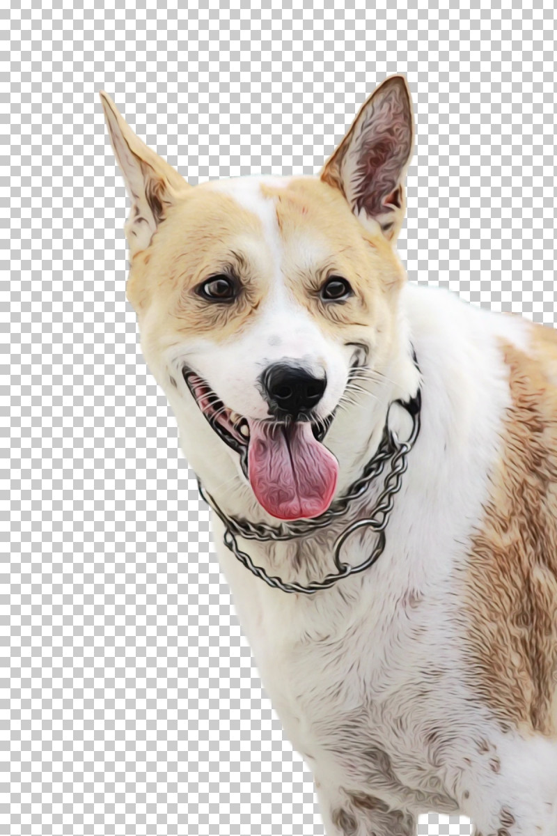 Canaan Dog Snout Companion Dog Breed Groupm PNG, Clipart, Biology, Breed, Canaan Dog, Companion Dog, Dog Free PNG Download