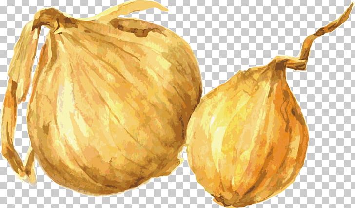 Drawing Watercolor Painting Onion Illustration PNG, Clipart, Calabaza, Cartoon Garlic, Chili Garlic, Commodity, Food Free PNG Download