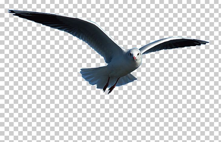Gulls Bird Portable Network Graphics PNG, Clipart, Animals, Beak, Bird, Bird Bird, Bird Of Prey Free PNG Download