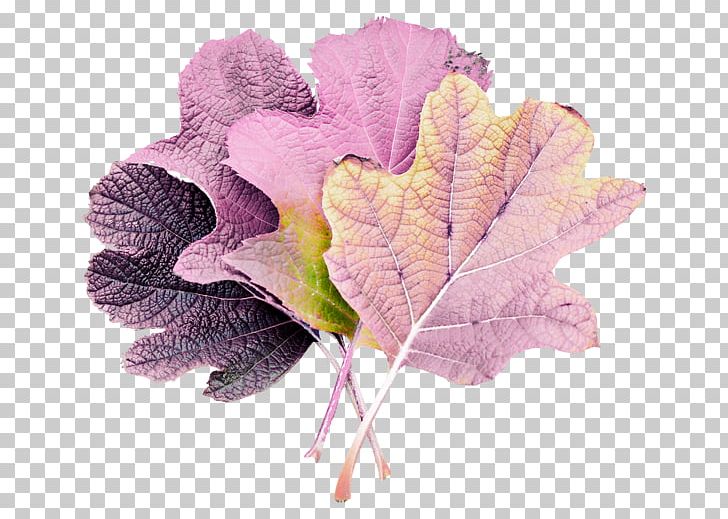 Leaf Petal PNG, Clipart, Cartoon, Color, Cut Flowers, Download, Drawing Free PNG Download