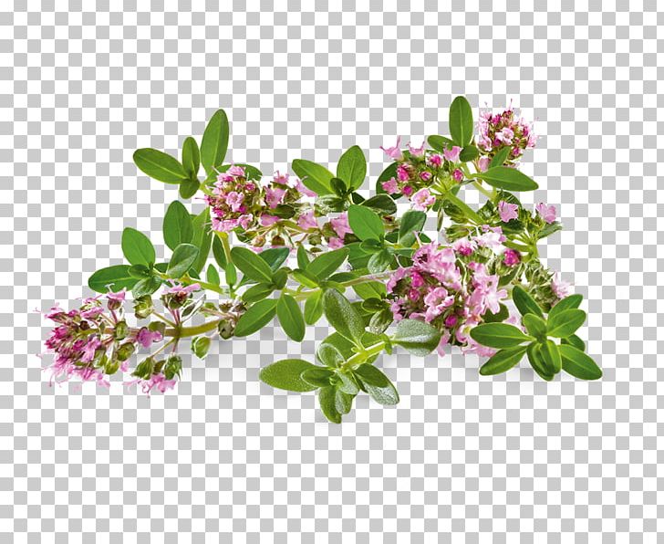 Thymes Herb Sabinene Terpene Pinene PNG, Clipart, Branch, Brust, Daisy Family, Embryophyta, Essential Oil Free PNG Download