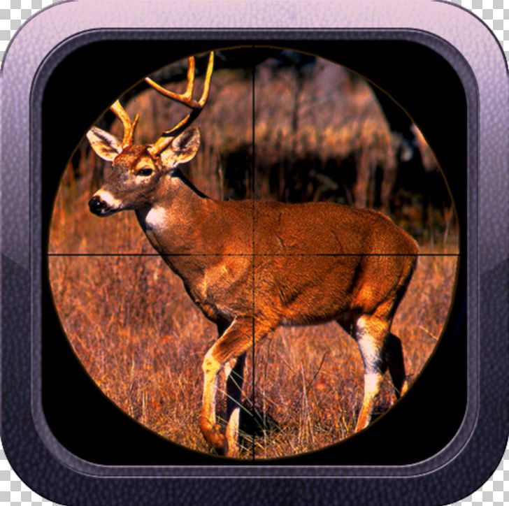 White-tailed Deer Deer Hunting Chronic Wasting Disease PNG, Clipart, Animals, Antler, Biggame Hunting, Chronic Wasting Disease, Culling Free PNG Download