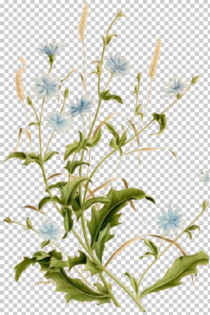 Chicory Common Daisy Botanical Illustration Botany Plant PNG, Clipart, Aster, Botanical Illustration, Botanical Name, Botany, Branch Free PNG Download