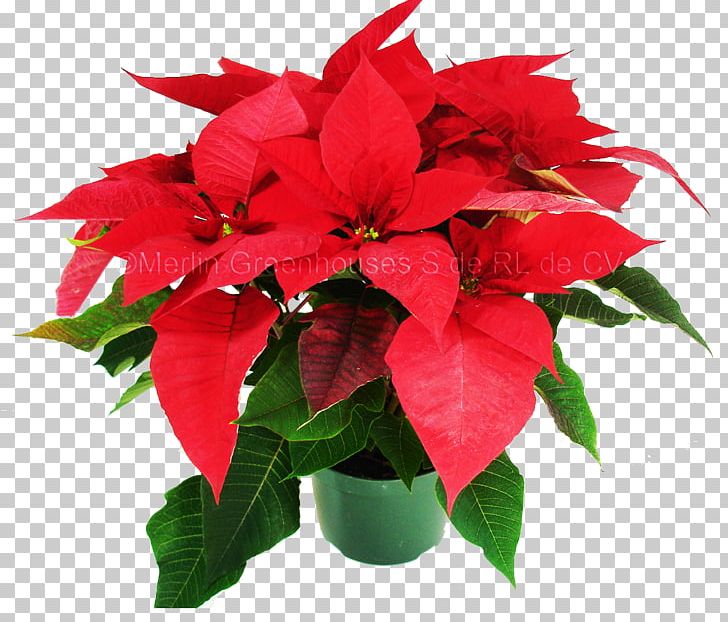 Cut Flowers Poinsettia Houseplant PNG, Clipart, Annual Plant, Cut Flowers, Flora, Flower, Flowerpot Free PNG Download