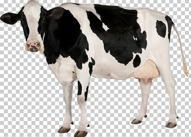 Holstein Friesian Cattle Calf Stock Photography Dairy Cattle PNG, Clipart, Animals, Bull, Calf, Cattle, Cattle Like Mammal Free PNG Download