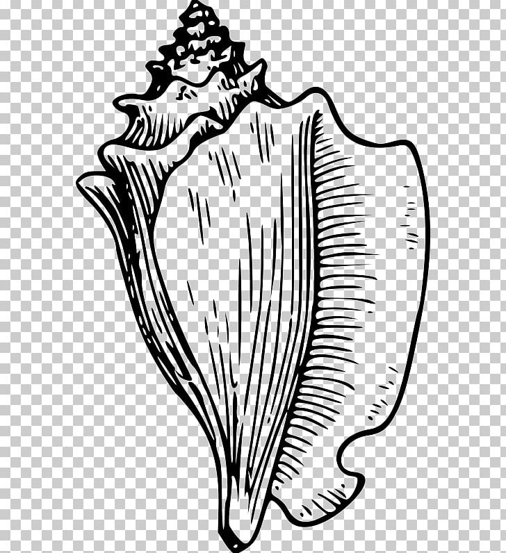 Conch Seashell Drawing PNG, Clipart, Artwork, Black And White, Color, Con, Download Free PNG Download