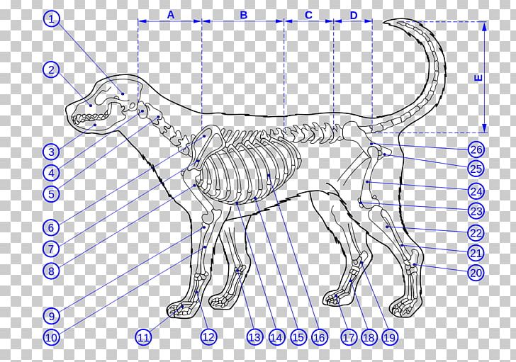 Dog Anatomy Cat Dog Anatomy Skeleton PNG, Clipart, Anatomy, Angle, Animals, Area, Artwork Free PNG Download