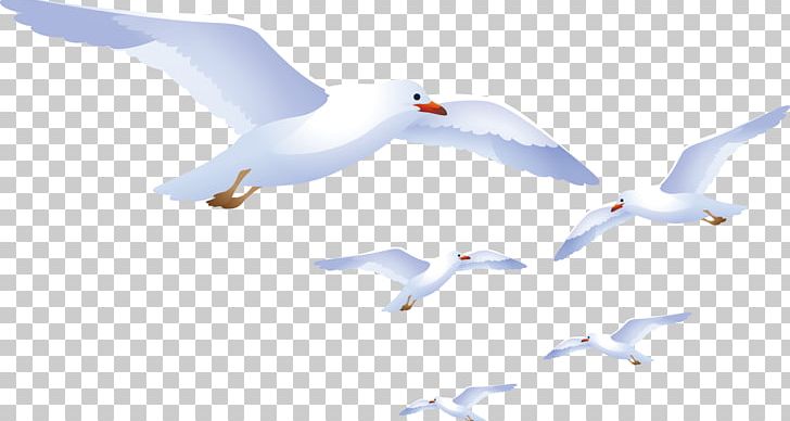 European Herring Gull Bird Gulls Crane Euclidean PNG, Clipart, Anatidae, Animal, Background White, Beak, Birds Free PNG Download