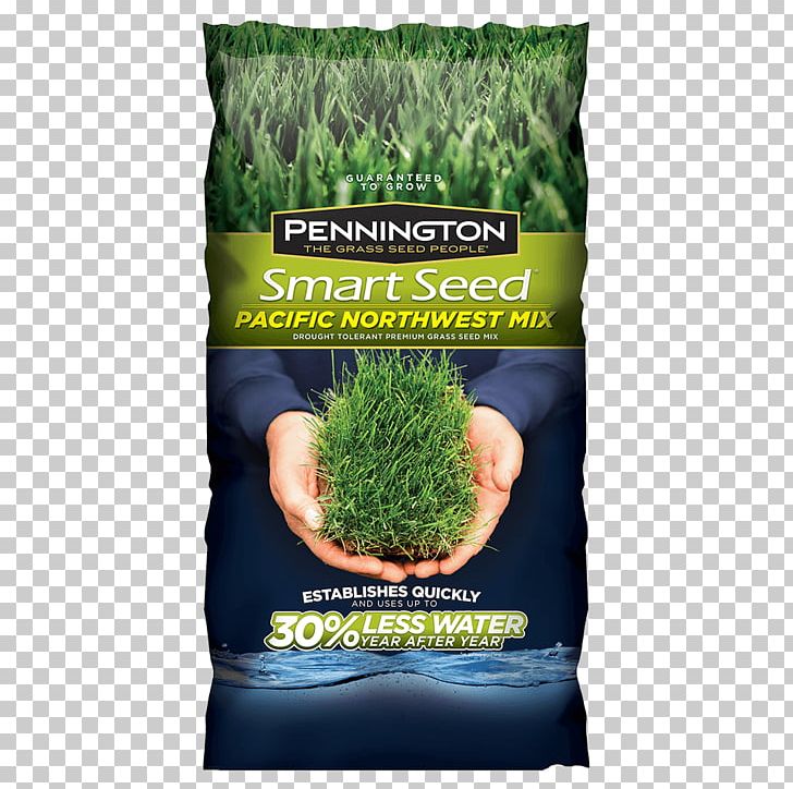 Lawn Seed Kentucky Bluegrass Scutch Grass Lolium Perenne PNG, Clipart, Drought Tolerance, Fescues, Garden, Grass, Kentucky Bluegrass Free PNG Download