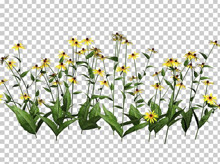 Plant Wildflower PNG, Clipart, Botany, Clip Art, Cut Flowers, Daisy, Display Resolution Free PNG Download