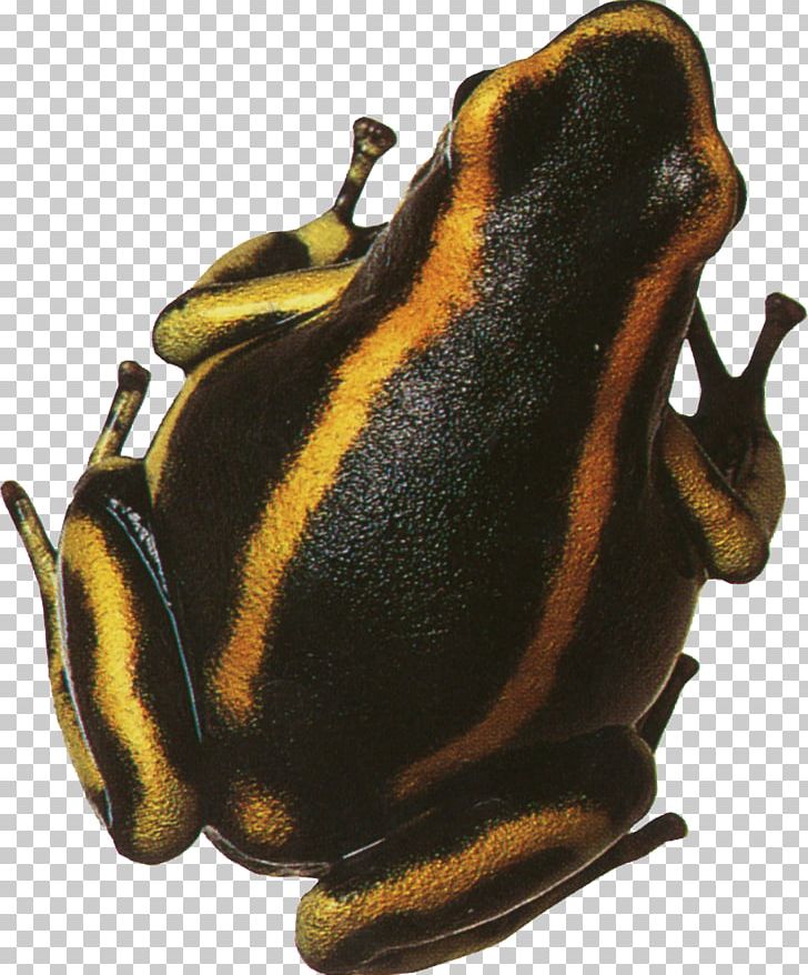 True Frog Toad PNG, Clipart, Amphibian, Animal, Animals, Background Black, Black Background Free PNG Download