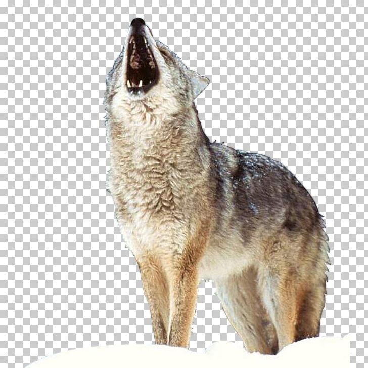 Siberian Husky German Shepherd Puppy Arctic Wolf Wolf S PNG, Clipart, Animal, Arctic Wolf, Carnivoran, Carnivore, Coyote Free PNG Download