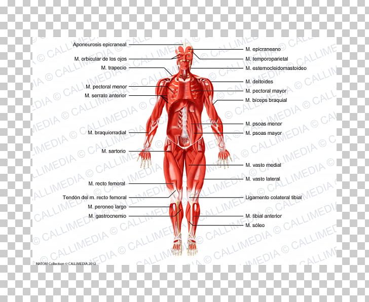 Skeletal Muscle Homo Sapiens Muscular System Human Body PNG, Clipart, Abdomen, Arm, Blood Vessel, Brachioradialis, Deltoid Muscle Free PNG Download