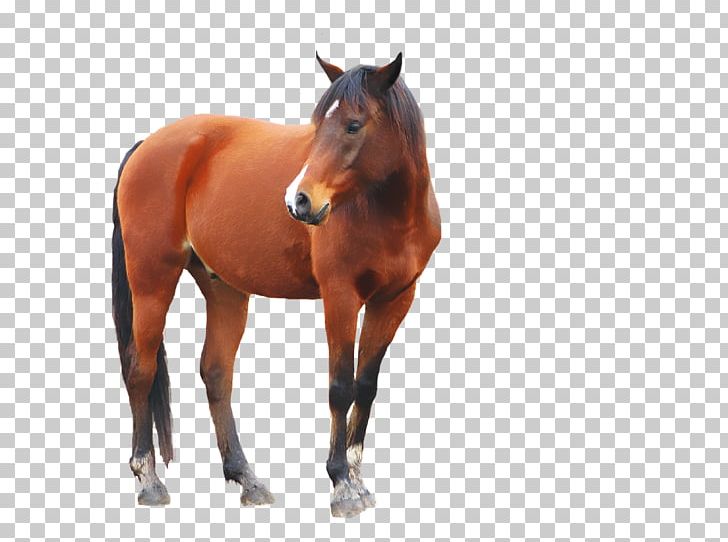 Mustang Stallion Equestrian Horse & Hound PNG, Clipart, Animals, Bit, Bridle, Canter And Gallop, Colt Free PNG Download