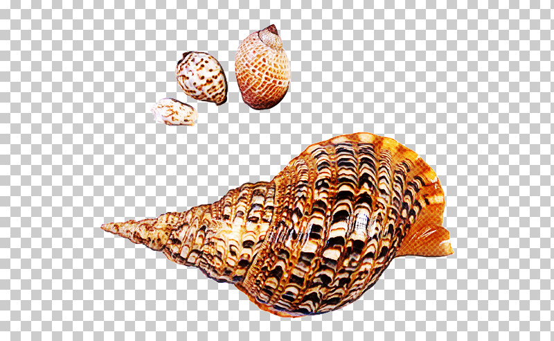 Cockle Seashell Sea Snail Clam Conchology PNG, Clipart, Clam, Cockle, Conch, Conchology, Sea Free PNG Download
