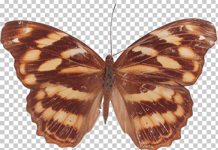 Brush-footed Butterflies Butterfly Moth Herona Marathus PNG, Clipart, Arthropod, Asian Palmyra Palm, Borboleta, Brush Footed Butterfly, Butterfly Free PNG Download