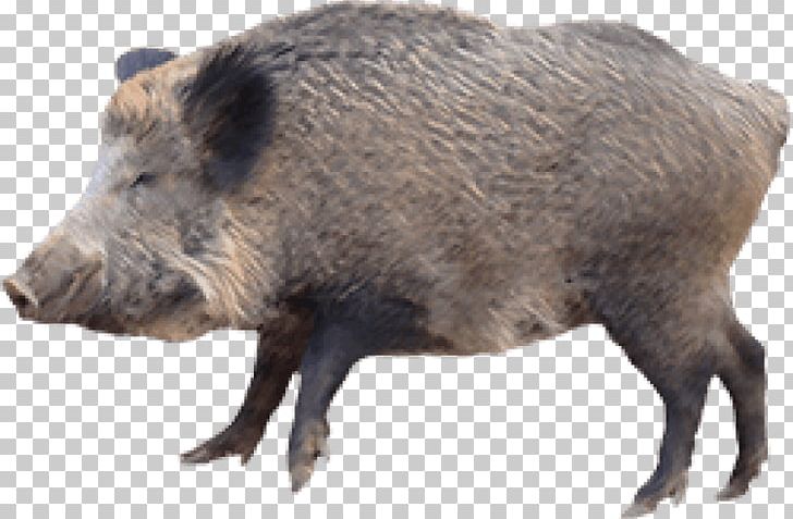 Domestic Pig Peccary Portable Network Graphics Hunting Hogzilla PNG, Clipart, Animal, Boar, Boar Hunting, Common Warthog, Desktop Wallpaper Free PNG Download