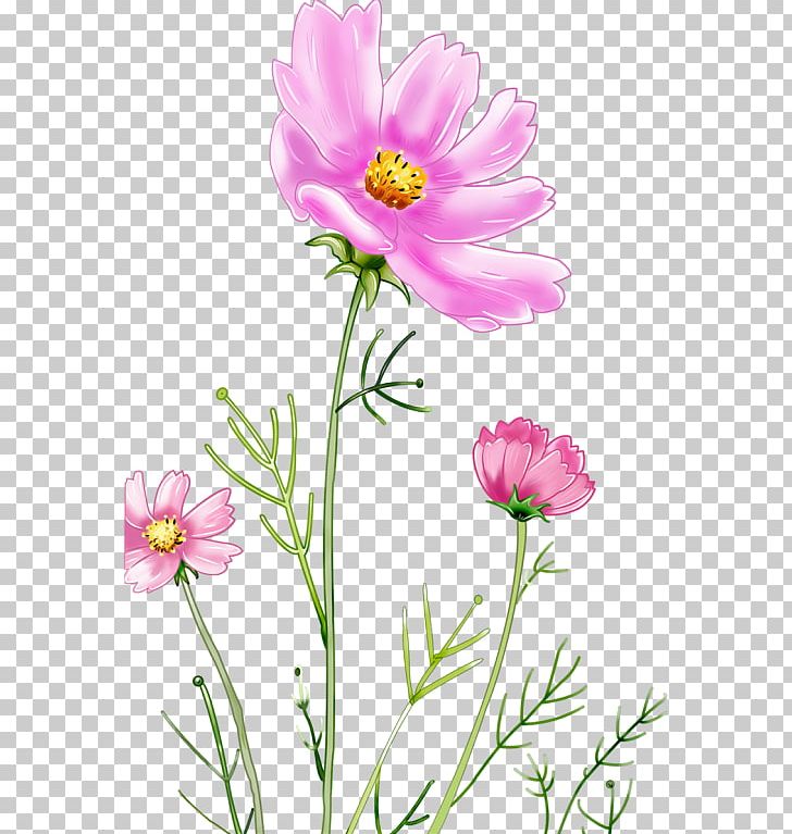 Graphic Design Drawing PNG, Clipart, Annual Plant, Aster, Blog, Cartoon, Chrysanths Free PNG Download