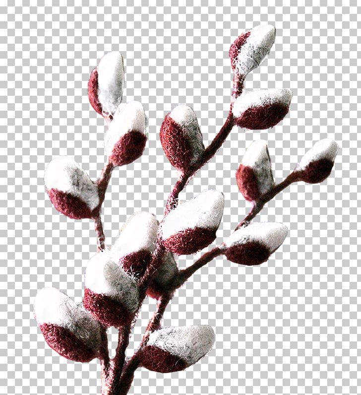 LiveInternet Palm Sunday Willow Blog Yandex PNG, Clipart, Blog, Blossom, Branch, Bud, Diary Free PNG Download