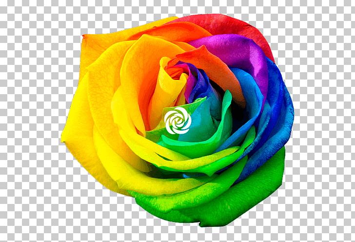 Rainbow Rose Stock Photography Flower PNG, Clipart, Color, Cut Flowers, Flower, Flower Bouquet, Flowering Plant Free PNG Download