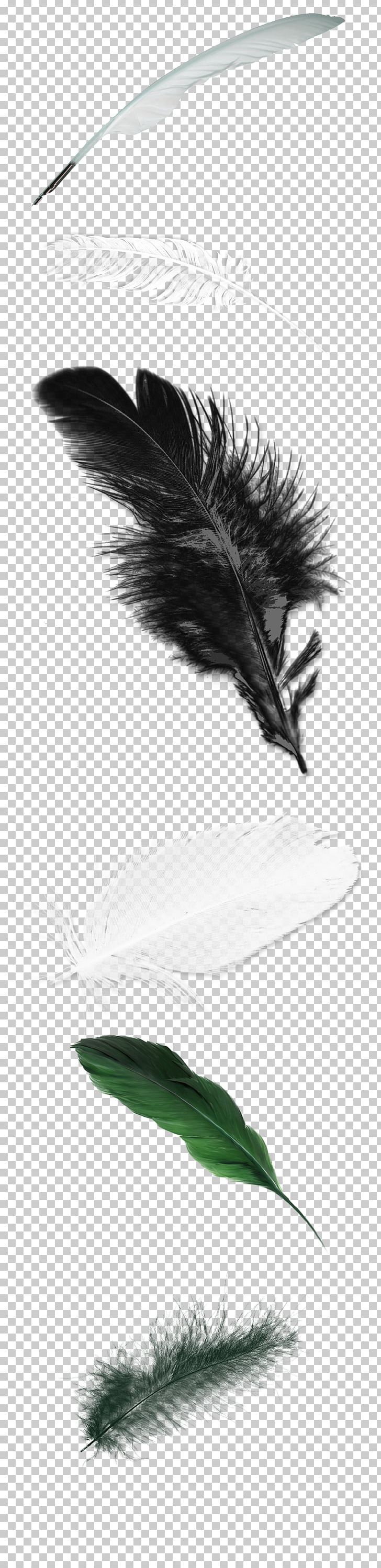 Feather White PNG, Clipart, Animals, Background Green, Black And White, Christmas Decoration, Color Free PNG Download