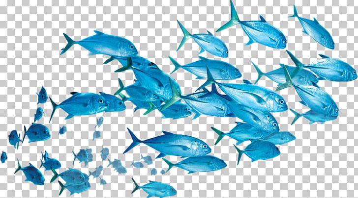 Fish Yellowfin Tuna Shoaling And Schooling PNG, Clipart, Animals, Blue, Desktop Wallpaper, Dolphin, Fish Free PNG Download