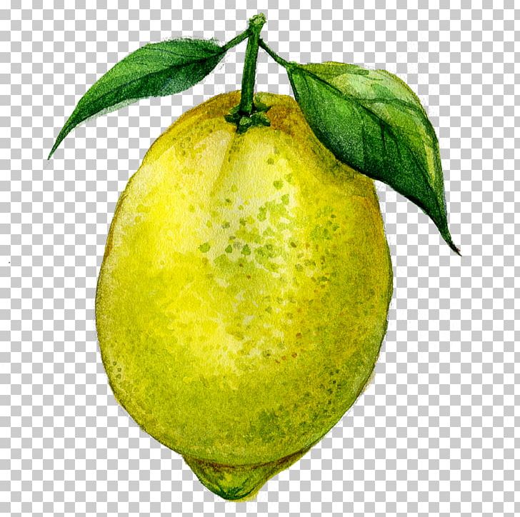 Juice Lemon Fruit Drawing PNG, Clipart, Apple, Bitter Orange, Citric Acid, Citron, Citrus Free PNG Download