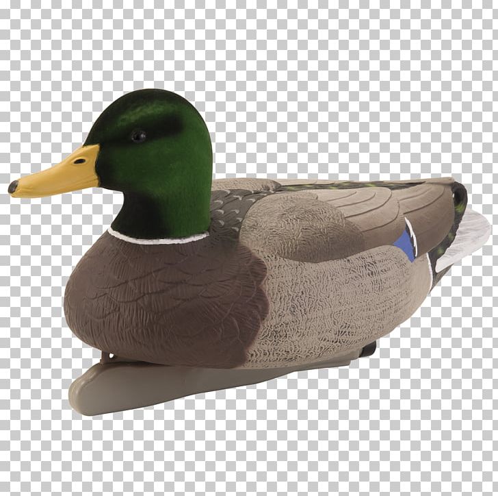 Mallard Duck Teal PNG, Clipart, Animals, Beak, Bird, Duck, Ducks Geese And Swans Free PNG Download
