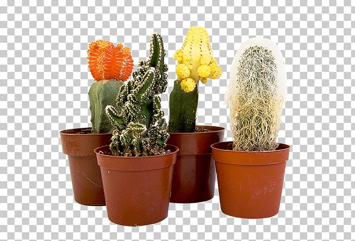 Cactaceae Epiphyllum Houseplant Flowerpot PNG, Clipart, Bonsai, Cactaceae, Cactus, Cartoon, Caryophyllales Free PNG Download