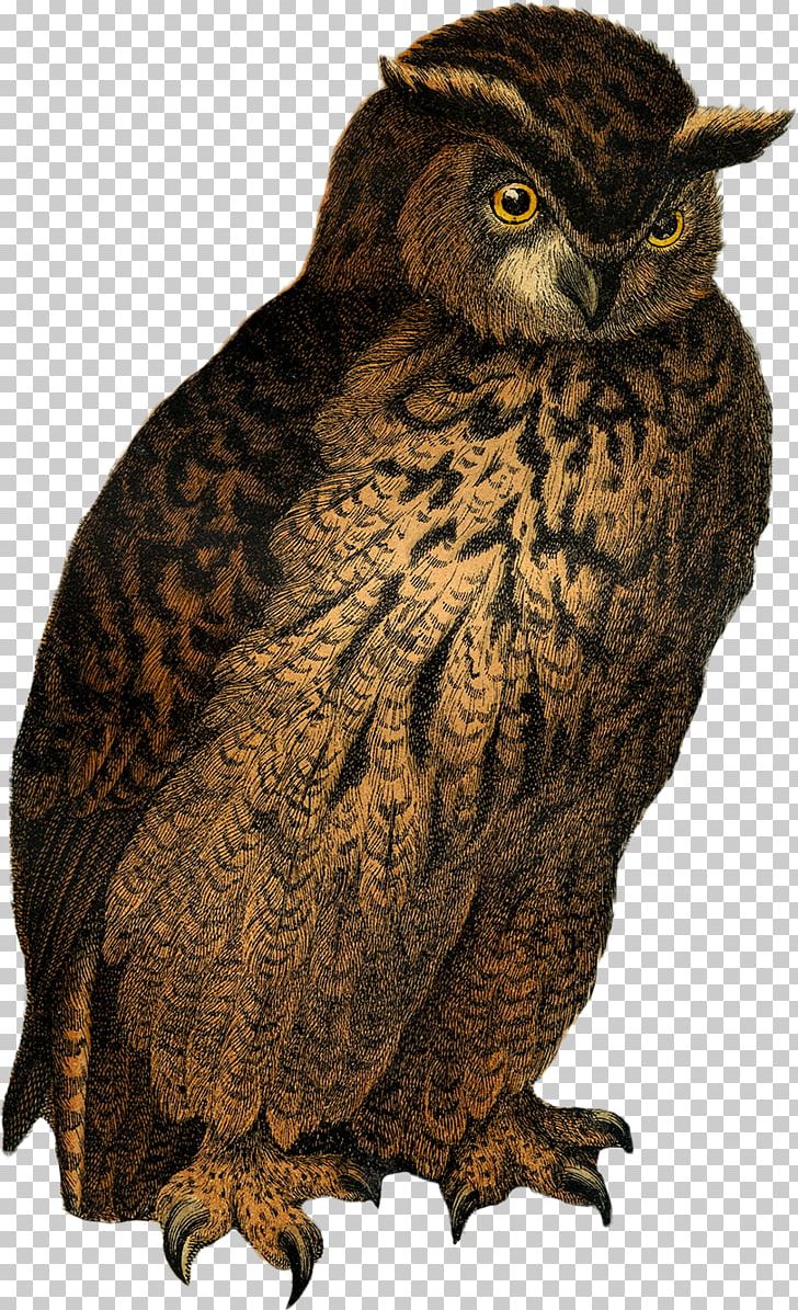 Great Grey Owl Drawing PNG, Clipart, Animal, Animals, Beak, Bird, Bird Of Prey Free PNG Download