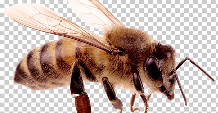 Hornet European Dark Bee Insect Carniolan Honey Bee PNG, Clipart, Arthropod, Avoid, Bee, Carniolan Honey Bee, European Dark Bee Free PNG Download