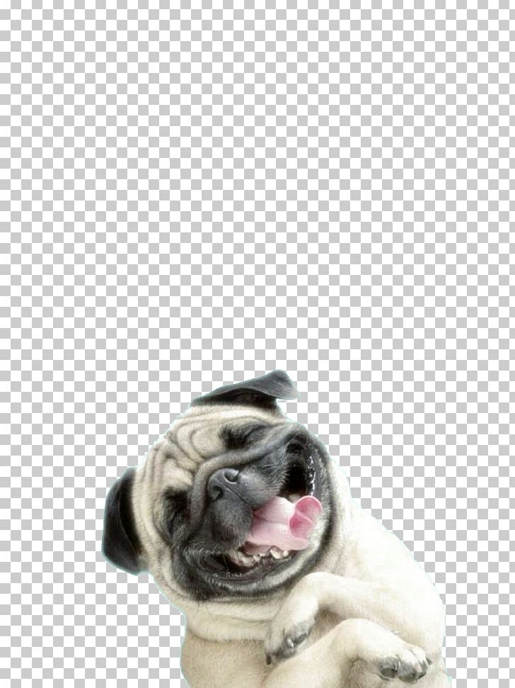 Pug IPhone 6 Plus Puppy PNG, Clipart, Animals, Buckle, Carnivoran, Cartoon, Computer Free PNG Download