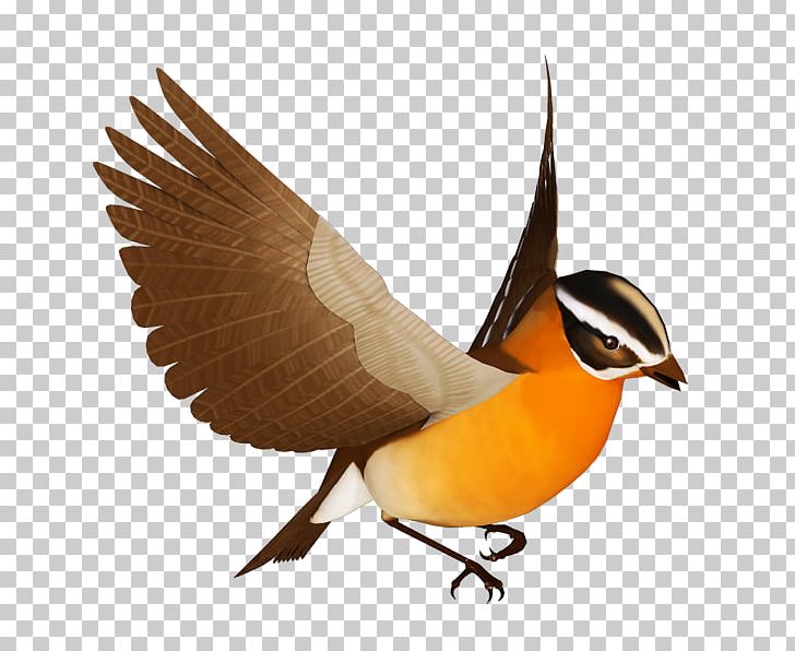 Bird Cygnini PNG, Clipart, Animal, Animals, Beak, Bird, Blog Free PNG Download
