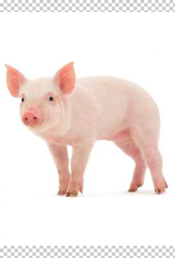 Miniature Pig Middle White Stock Photography Pig Farming PNG, Clipart, Animal, Animals, Domestic Pig, Fauna, Livestock Free PNG Download