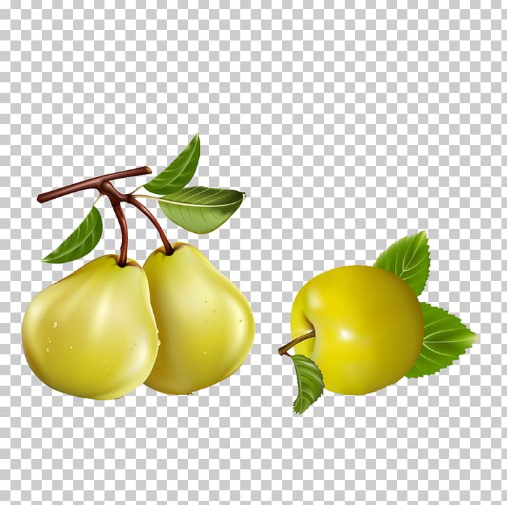 Asian Pear Pyrus Nivalis Apple Fruit PNG, Clipart, Apple, Apple Pears, Asian Pear, Auglis, Banana Free PNG Download