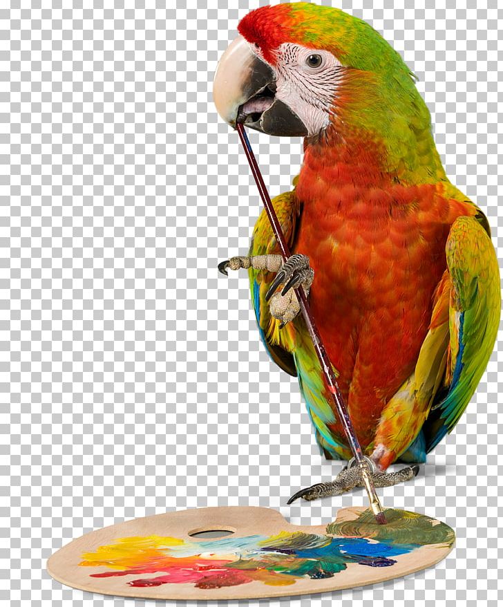 Bird Parrot Budgerigar Cockatiel Pet PNG, Clipart, Animal, Animals, Beak, Bird, Bird Supply Free PNG Download