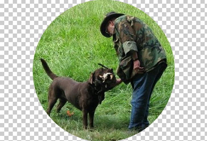 Labrador Retriever Hunting Dog Dog Breed Obedience Training Author PNG, Clipart, Author, Book, Dog, Dog Breed, Dog Breed Group Free PNG Download