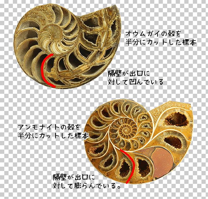 Ammonites Nautilidae Fossil Pleuroceras Spinatum Paleozoic PNG, Clipart, Ammonite, Ammonites, Brass, Cephalopod, Fossil Free PNG Download