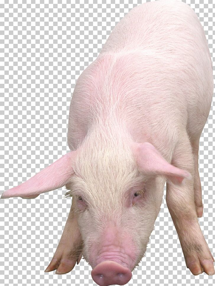 Domestic Pig PNG, Clipart, Animals, Domestic Pig, Download, Hogs And Pigs, Livestock Free PNG Download