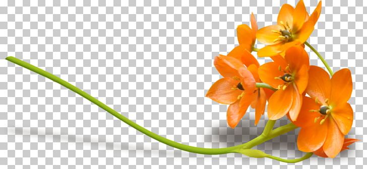 Flower Petal PNG, Clipart, Bahar Cicekleri, Cut Flowers, Flower, Flower Clipart, Flowering Plant Free PNG Download