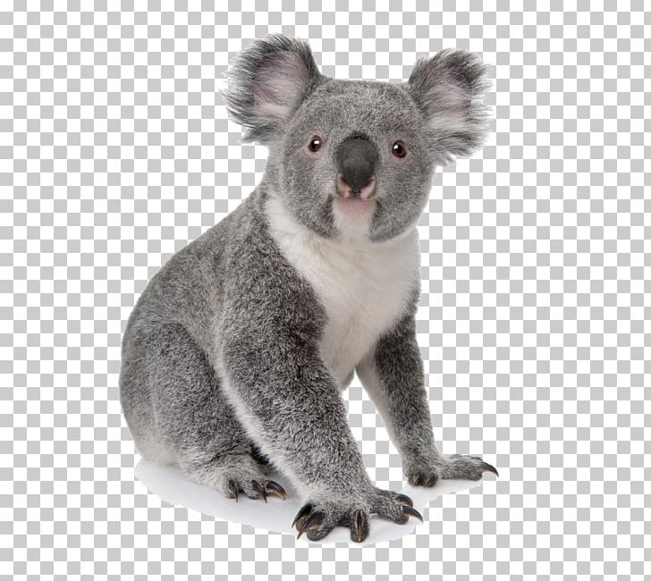 Koala Learn To Draw Zoo Animals: Step-by-step Instructions For More Than 25 Zoo Animals Bear Amazon.com PNG, Clipart, Amazoncom, Animal, Animals, Bear, Book Free PNG Download