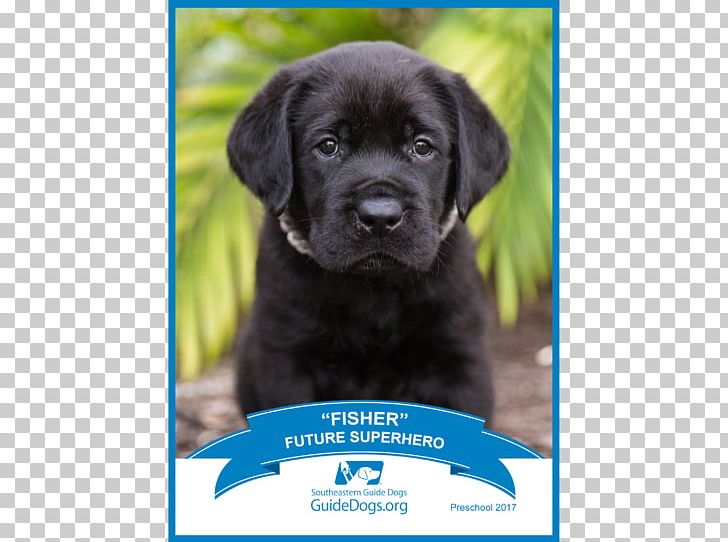 Labrador Retriever Flat-Coated Retriever Puppy Pet PNG, Clipart, Animal, Animals, Breed Group Dog, Carnivoran, Companion Dog Free PNG Download