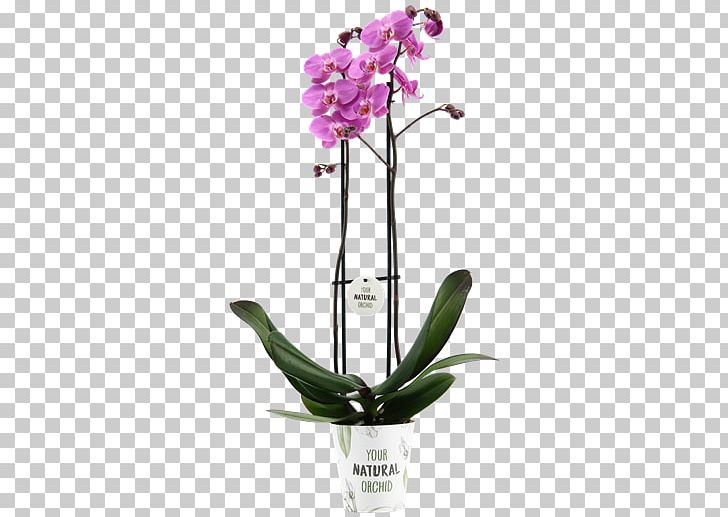 Moth Orchids Dendrobium Flora Cattleya Orchids Cut Flowers PNG, Clipart, Artificial Flower, Cattleya, Cattleya Orchids, Cut Flowers, Dendrobium Free PNG Download
