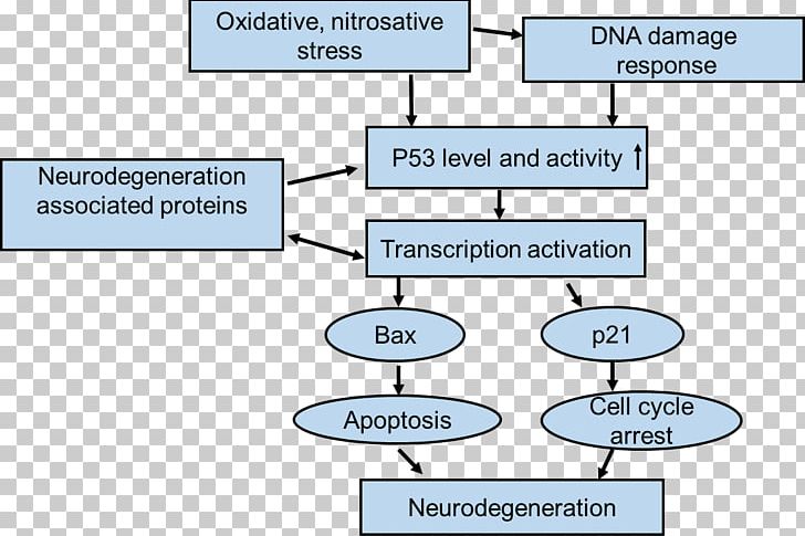 Neurodegeneration P53 Parkinson's Disease Oxidative Stress PNG, Clipart, Neurodegeneration, Oxidative Stress Free PNG Download