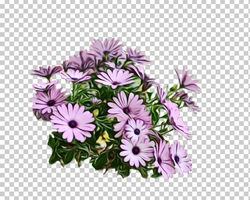 Flower Plant African Daisy Purple Lilac PNG, Clipart, African Daisy, Aster, Flower, Lilac, Paint Free PNG Download