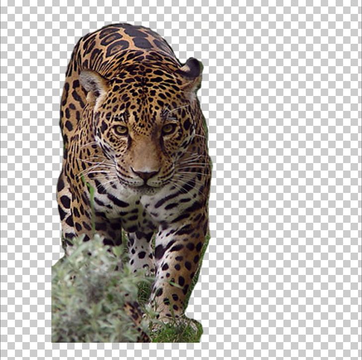 African Leopard Jaguar Cheetah Tiger PNG, Clipart, Animal, Animals, Big Cats, Carnivoran, Cat Like Mammal Free PNG Download