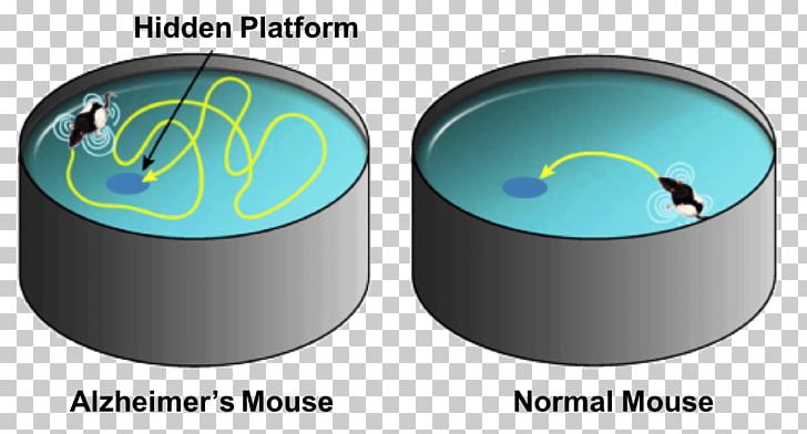 Rat Morris Water Navigation Task Water Maze Mouse PNG, Clipart, Animals, Assay, Circle, Experiment, Flashcard Free PNG Download