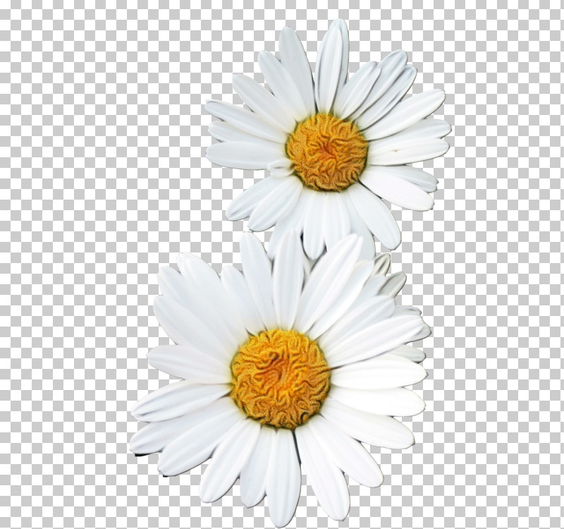 Oxeye Daisy Transvaal Daisy Marguerite Daisy Chrysanthemum Roman Chamomile PNG, Clipart, Argyranthemum, Aster, Chamomiles, Chrysanthemum, Marguerite Daisy Free PNG Download