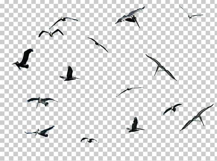 Gulls Bird Migration Pelican Cygnini PNG, Clipart, Animal Migration, Animals, Beak, Bird, Bird Migration Free PNG Download